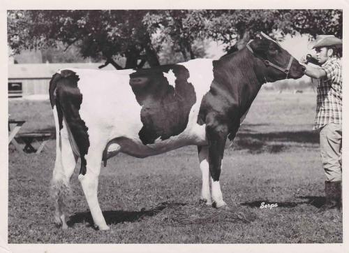 dick-with-cow-1970 orig