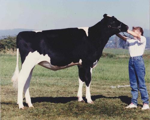 kristine-with-beck-heifer